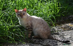 Bengal cats for sale: Rare Blue-eyed Snow Bengal female cat - Image 4
