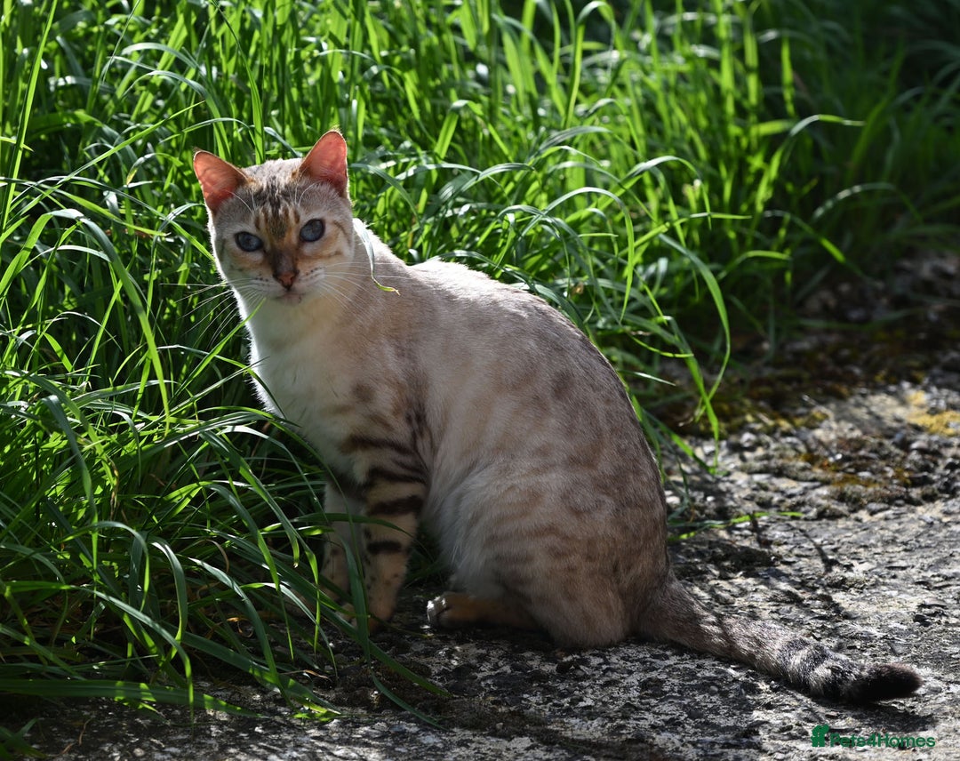 Bengal cats for sale: Rare Blue-eyed Snow Bengal female cat - Image 4