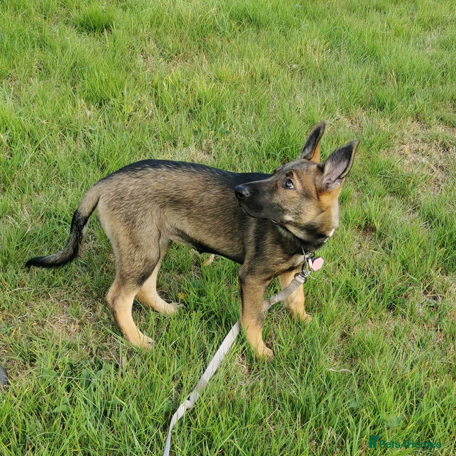 Mixed Breed dogs for sale: Female Shollie puppy (Collie x German Shepherd) - Advert 1