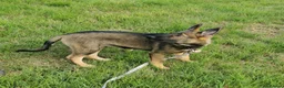 Mixed Breed dogs for sale: Female Shollie puppy (Collie x German Shepherd) in Narberth - Advert 3