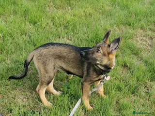 Mixed Breed dogs Female Shollie puppy (Collie x German Shepherd) - Advert 2