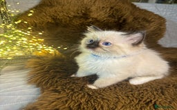 Ragdoll cats for sale: GCCF Sealpoint Mitted/Blue Lynx Ragdoll kittens - Image 5