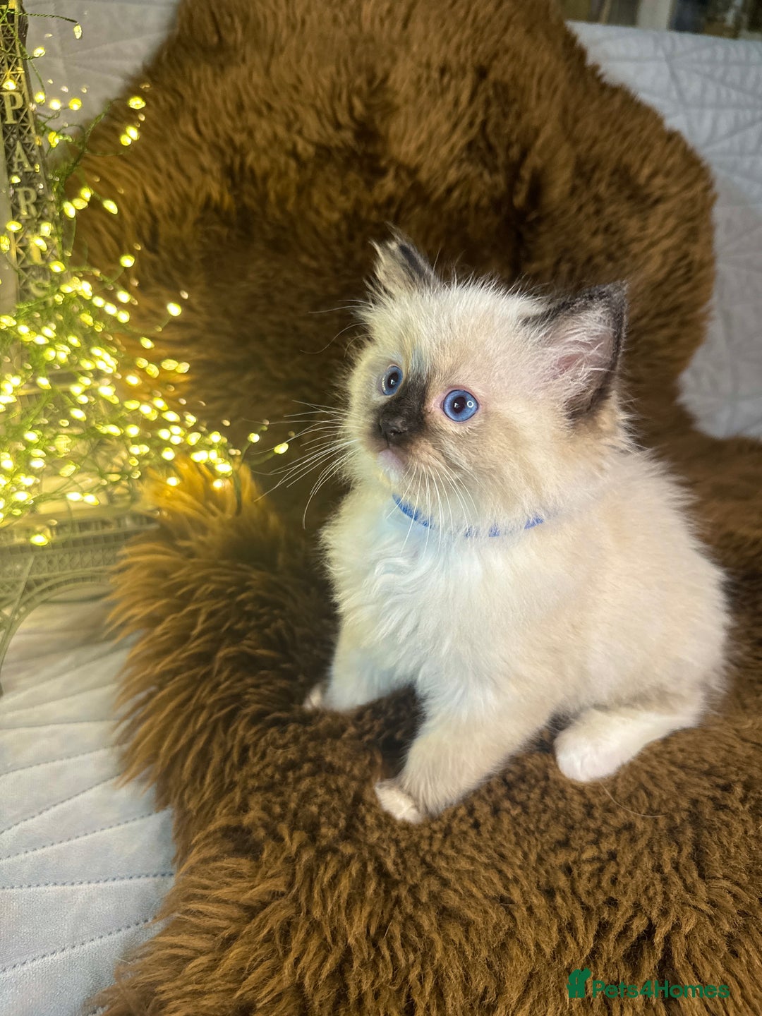 Ragdoll cats for sale: GCCF Sealpoint Mitted/Blue Lynx Ragdoll kittens - Image 5