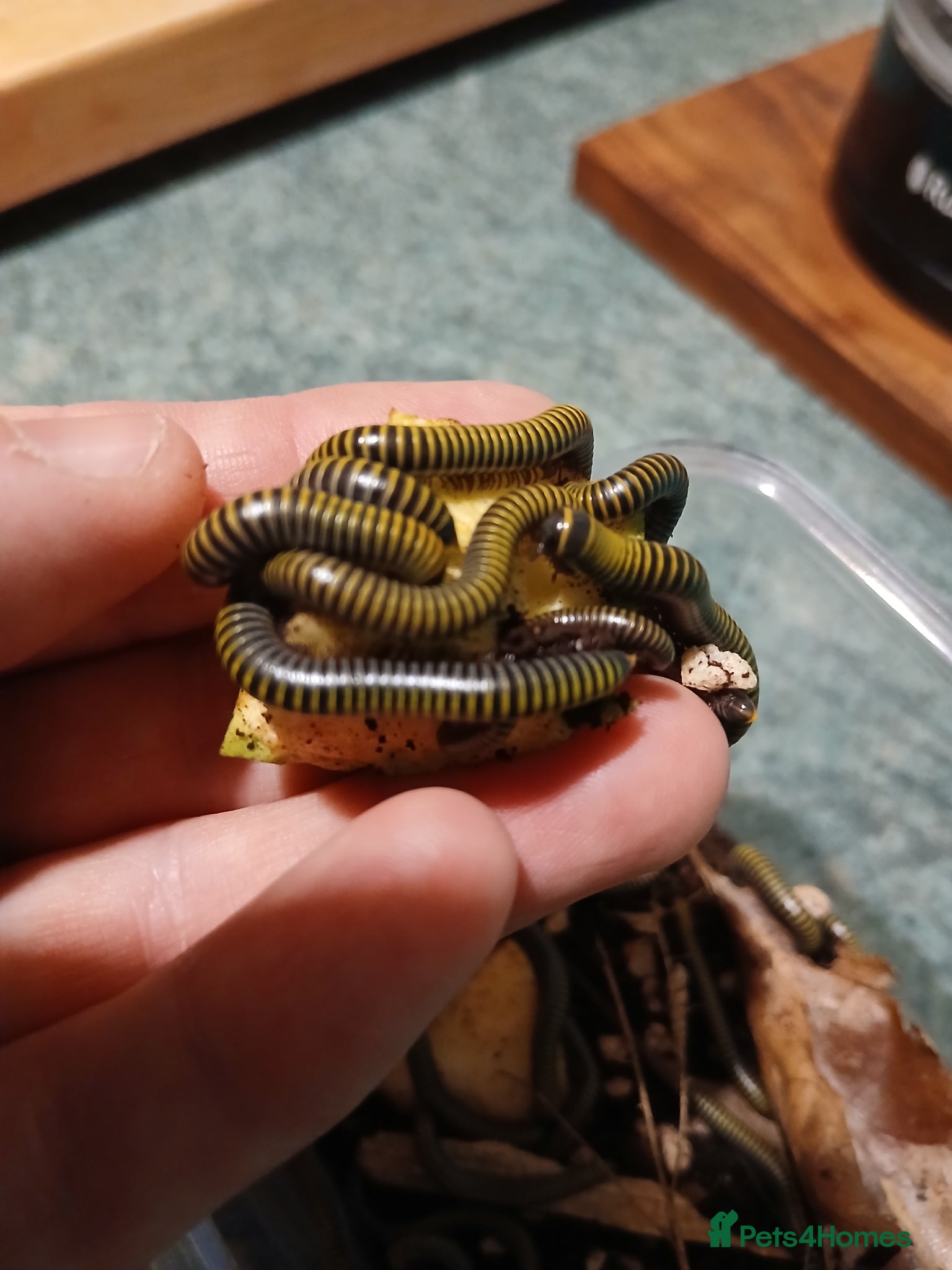 Millipedes invertebrates Captive Bred Bumblebee Millipedes – Easy Beginner - Advert 1