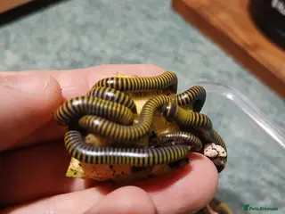 Millipedes invertebrates Captive Bred Bumblebee Millipedes – Easy Beginner - Advert 1