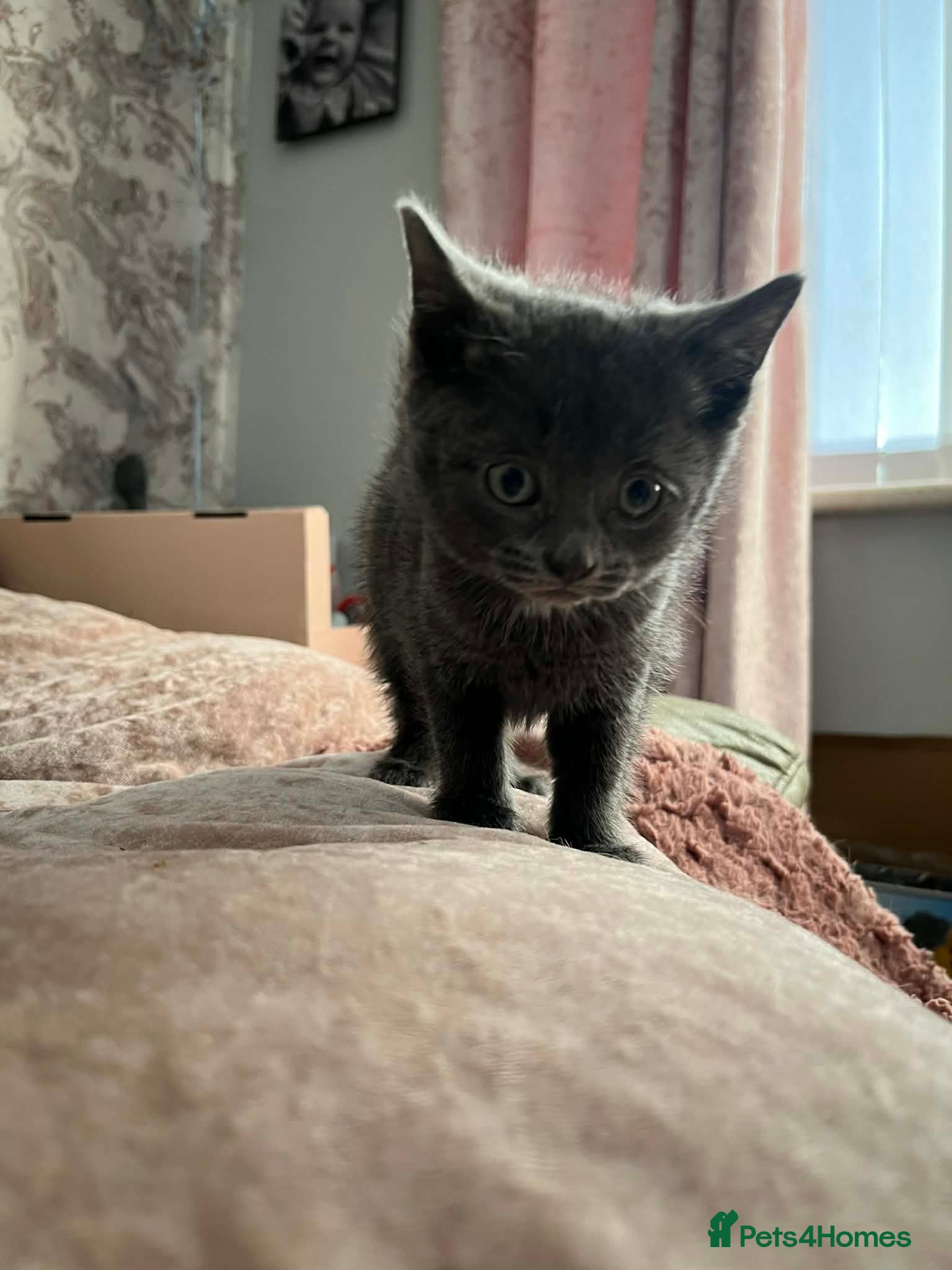 British Shorthair cats 1 beautiful grey British shorthair kitten left  - Advert 17