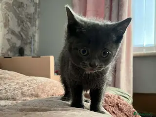 British Shorthair cats 1 beautiful grey British shorthair kitten left - Advert 17