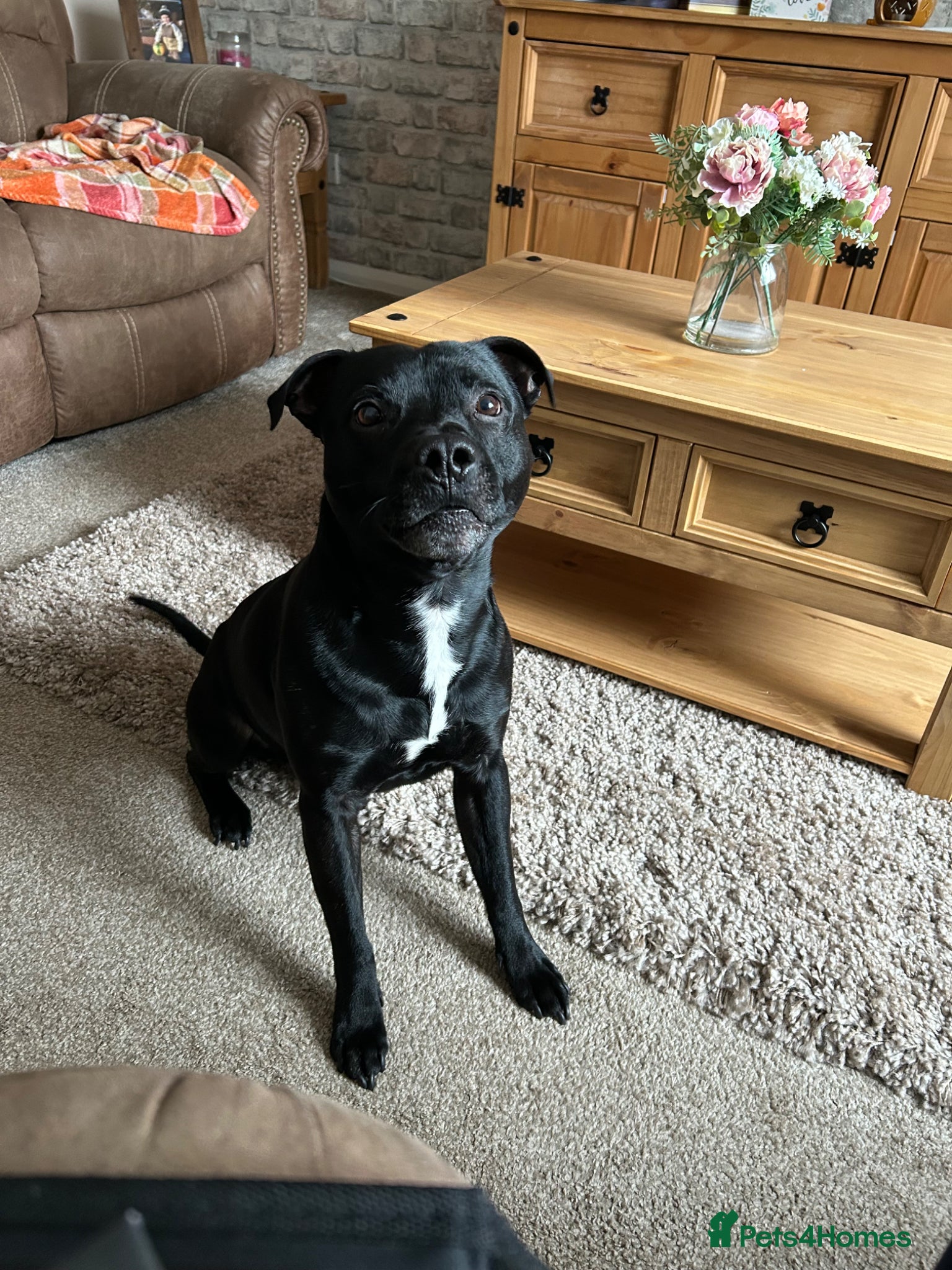 Staffordshire Bull Terrier dogs Arlo  - Advert 5