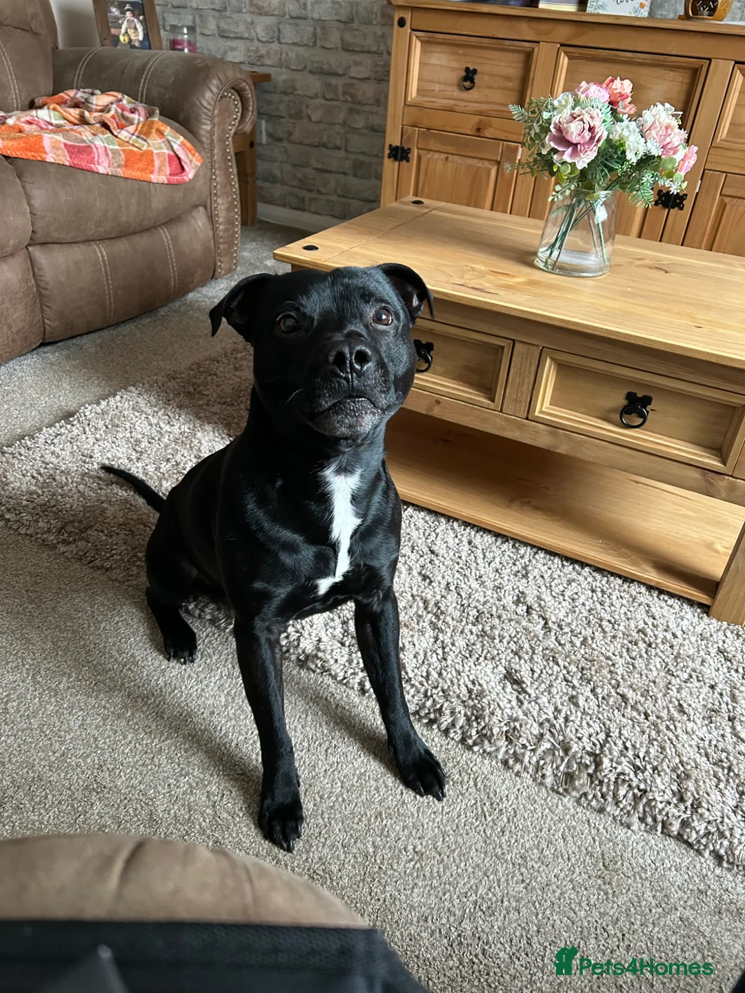 Staffordshire Bull Terrier dogs for sale: Arlo  - Advert 1