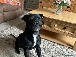 Staffordshire Bull Terrier dogs Arlo - Advert 5