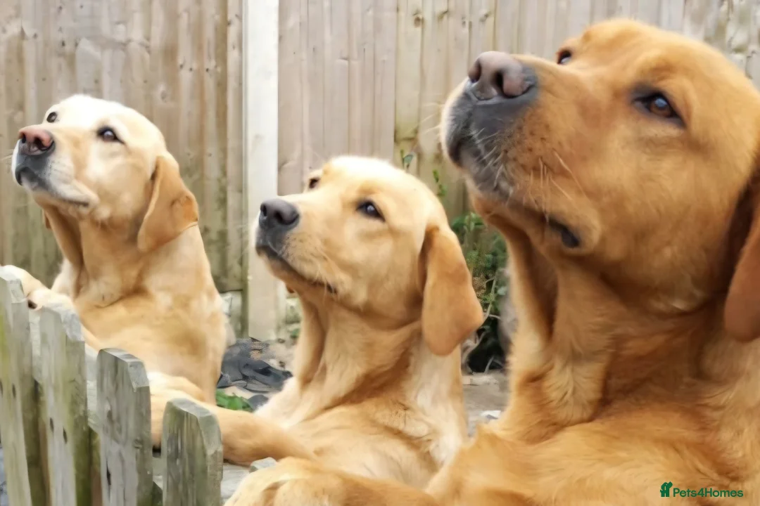 Labrador Retriever dogs for sale: Labrador puppies ready to leave  - Advert 2