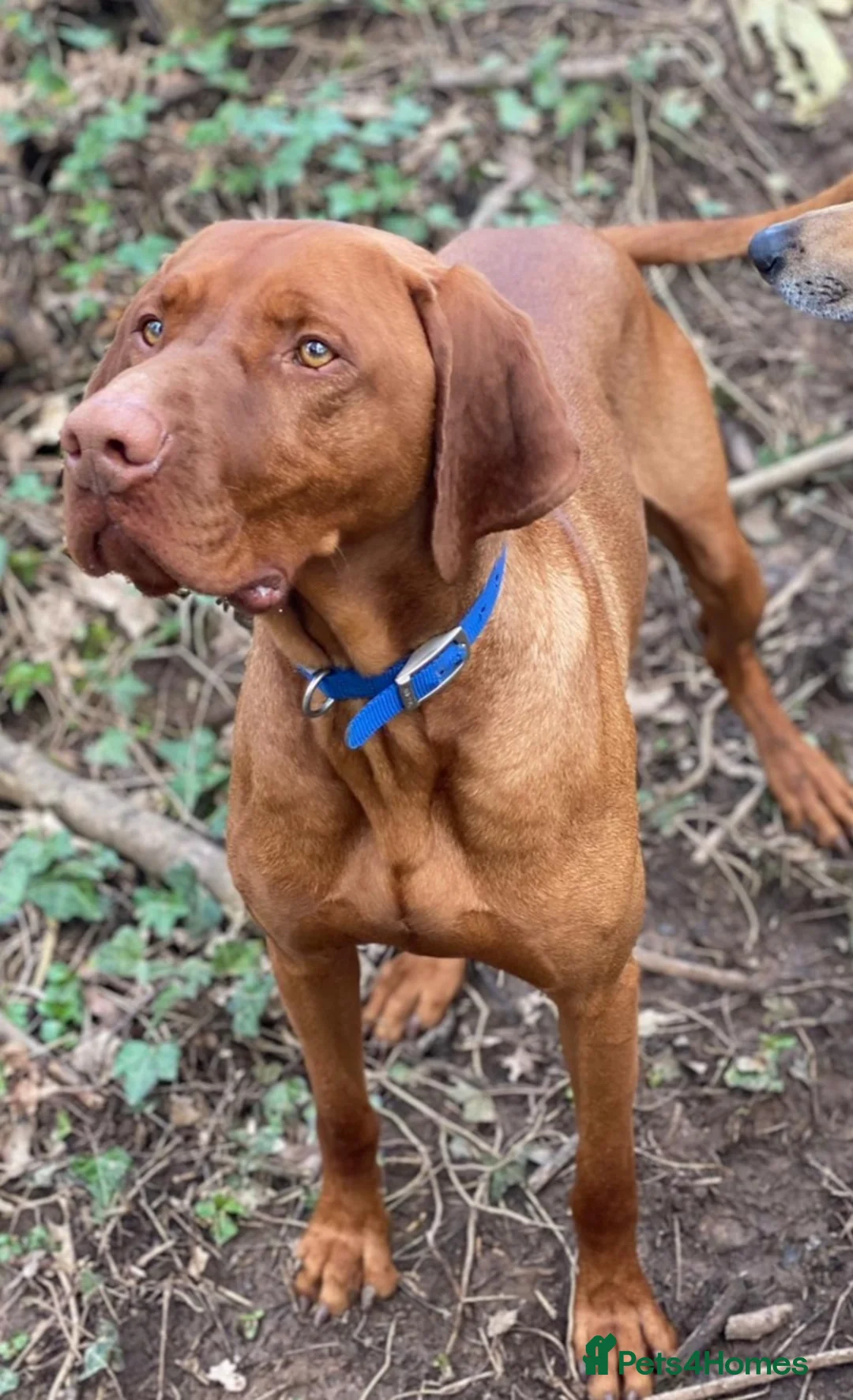 Hungarian Vizsla dogs for stud: PROVEN!!!championship blood line!!!! ❤️ in Llantwit Major - Advert 3