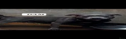 Staffordshire Bull Terrier dogs for sale: Blue Staffordshire bull terrier puppies in Birmingham - Advert 19