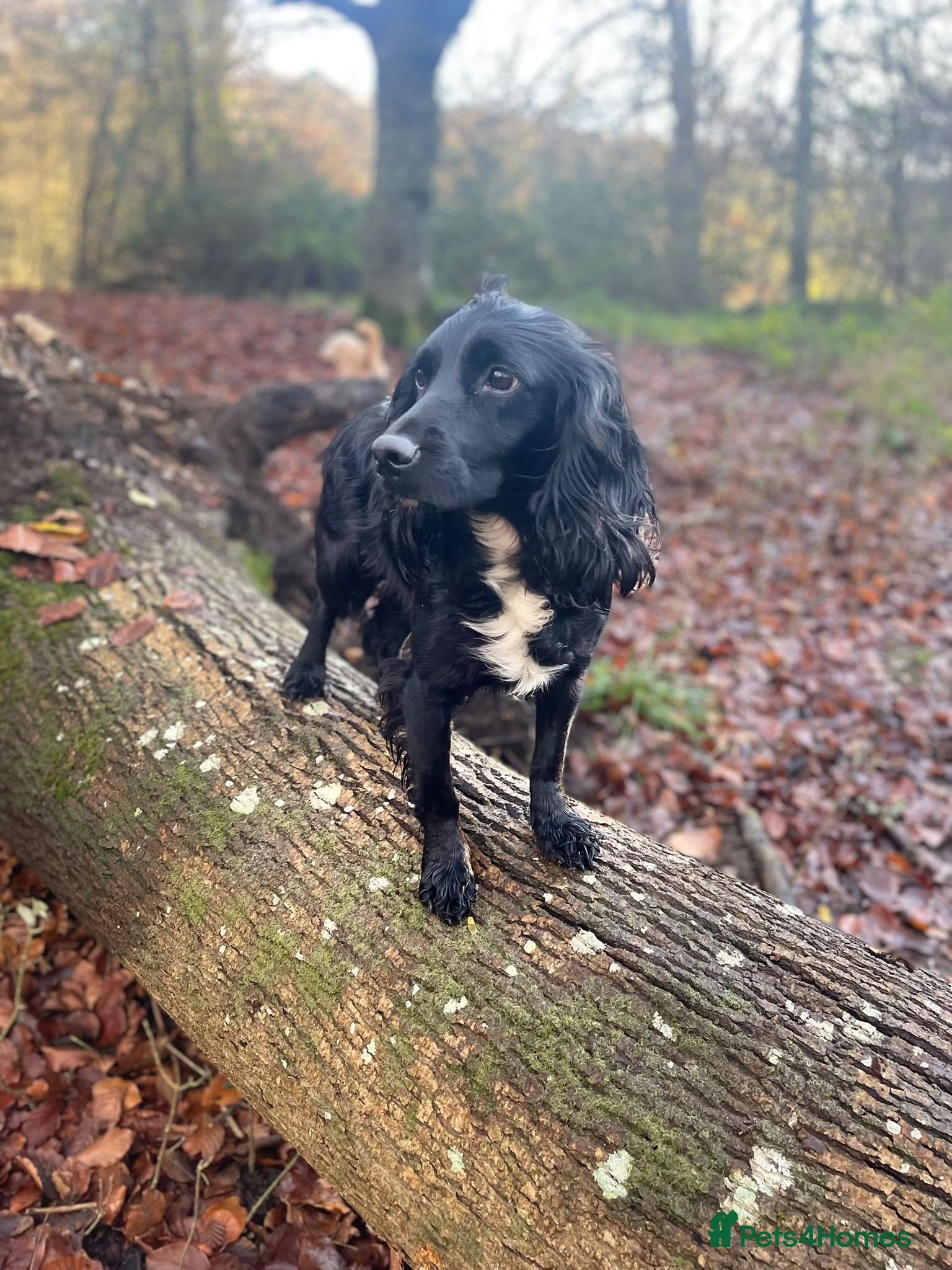 Cocker Spaniel dogs Cocker spaniel puppies - Advert 2