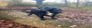 Cocker Spaniel 7