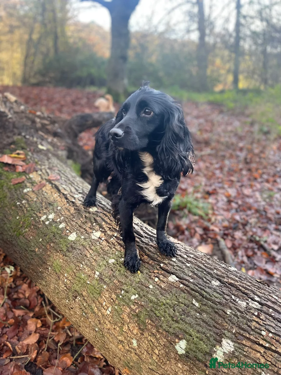 Cocker Spaniel dogs for sale: Cocker spaniel puppies - Advert 2