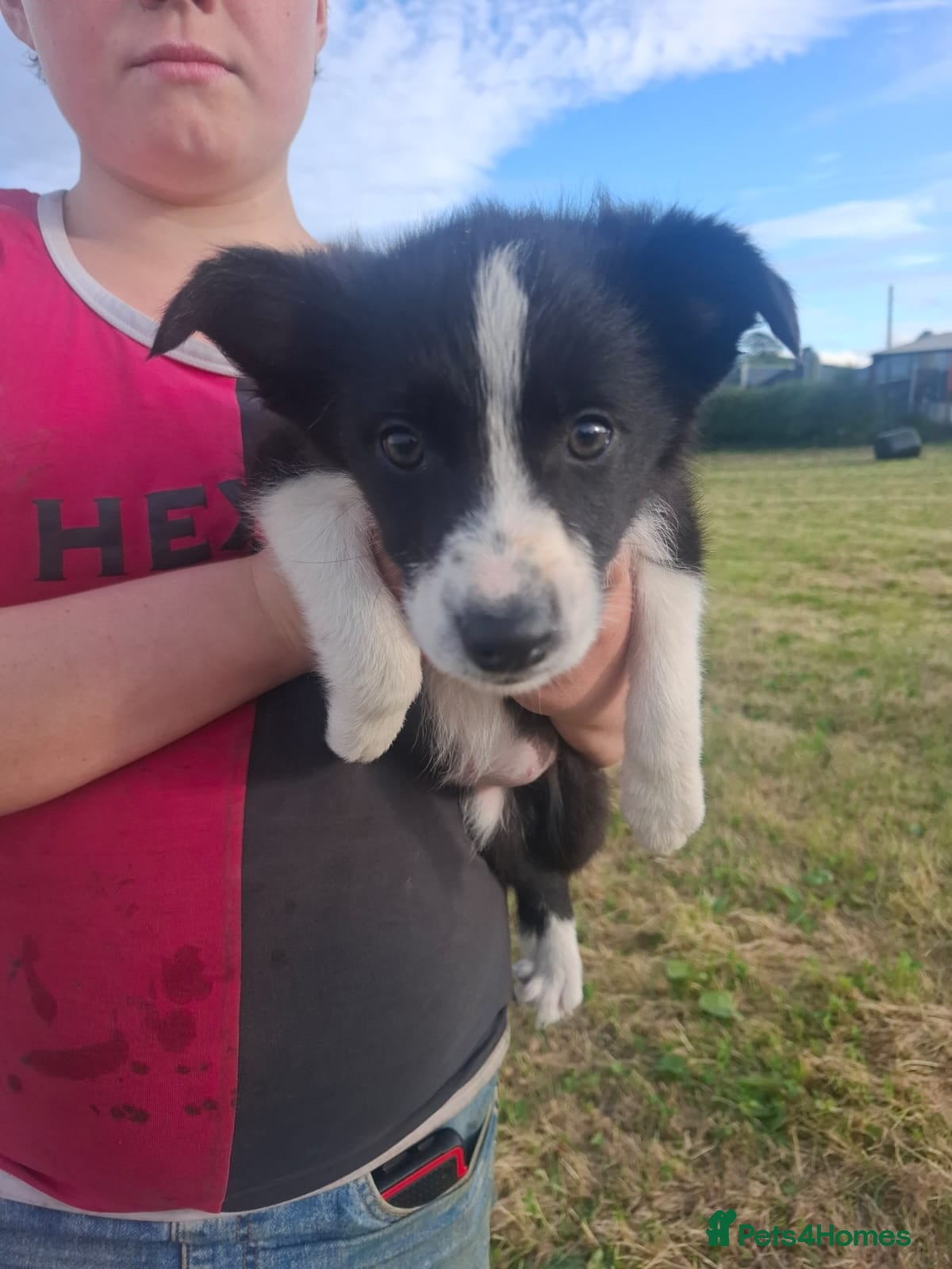 Border Collie dogs for sale: Gorgeous little border collies puppies - Advert 1