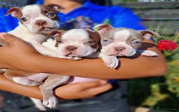 Boston Terrier dogs for sale: Boston little Girl - Image 8