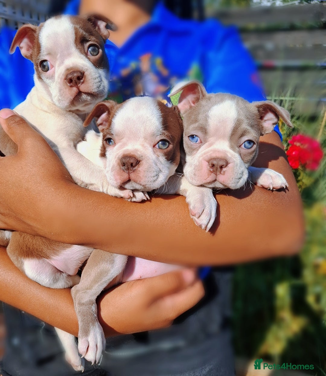Boston Terrier dogs for sale: Boston little Girl - Image 8