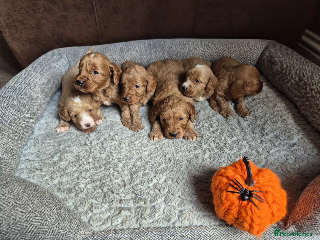 Cockapoo dogs for sale: Beautiful litter of 6 cockapoos - Image 10