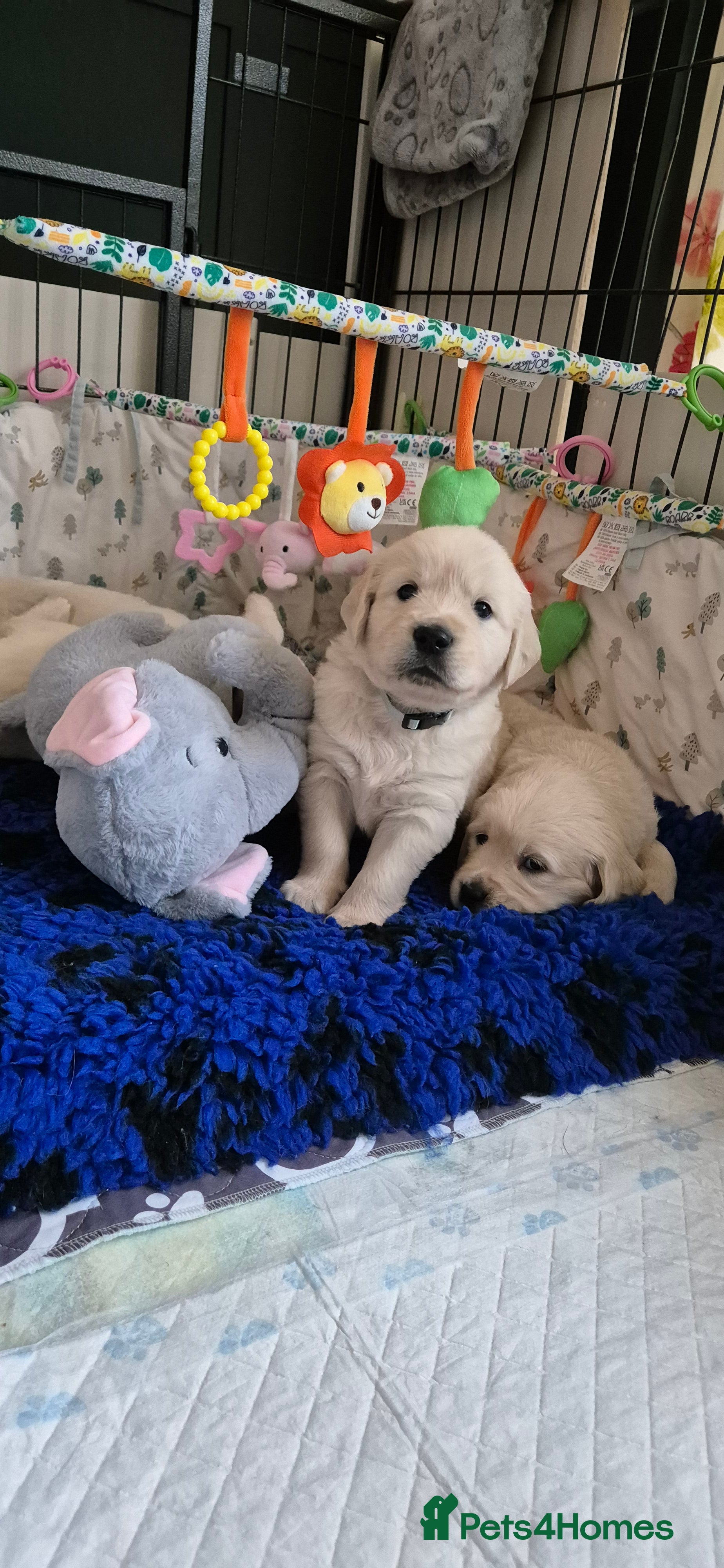 Golden Retriever dogs KC Registered Golden Retrievers - Advert 5