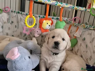 Golden Retriever dogs KC Registered Golden Retrievers - Advert 5