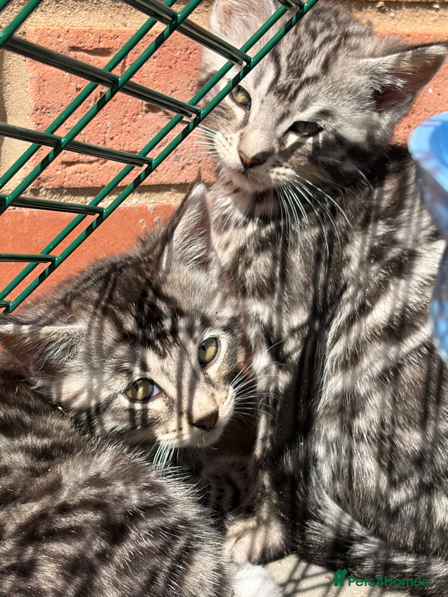 Maine Coon cats Champion XL Russian Maine coon X GCCF bengal - Advert 2