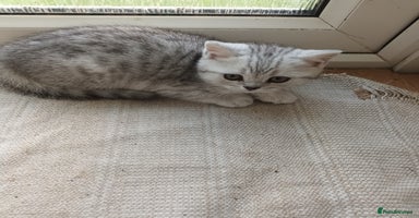 Scottish Fold cats - Advert 8