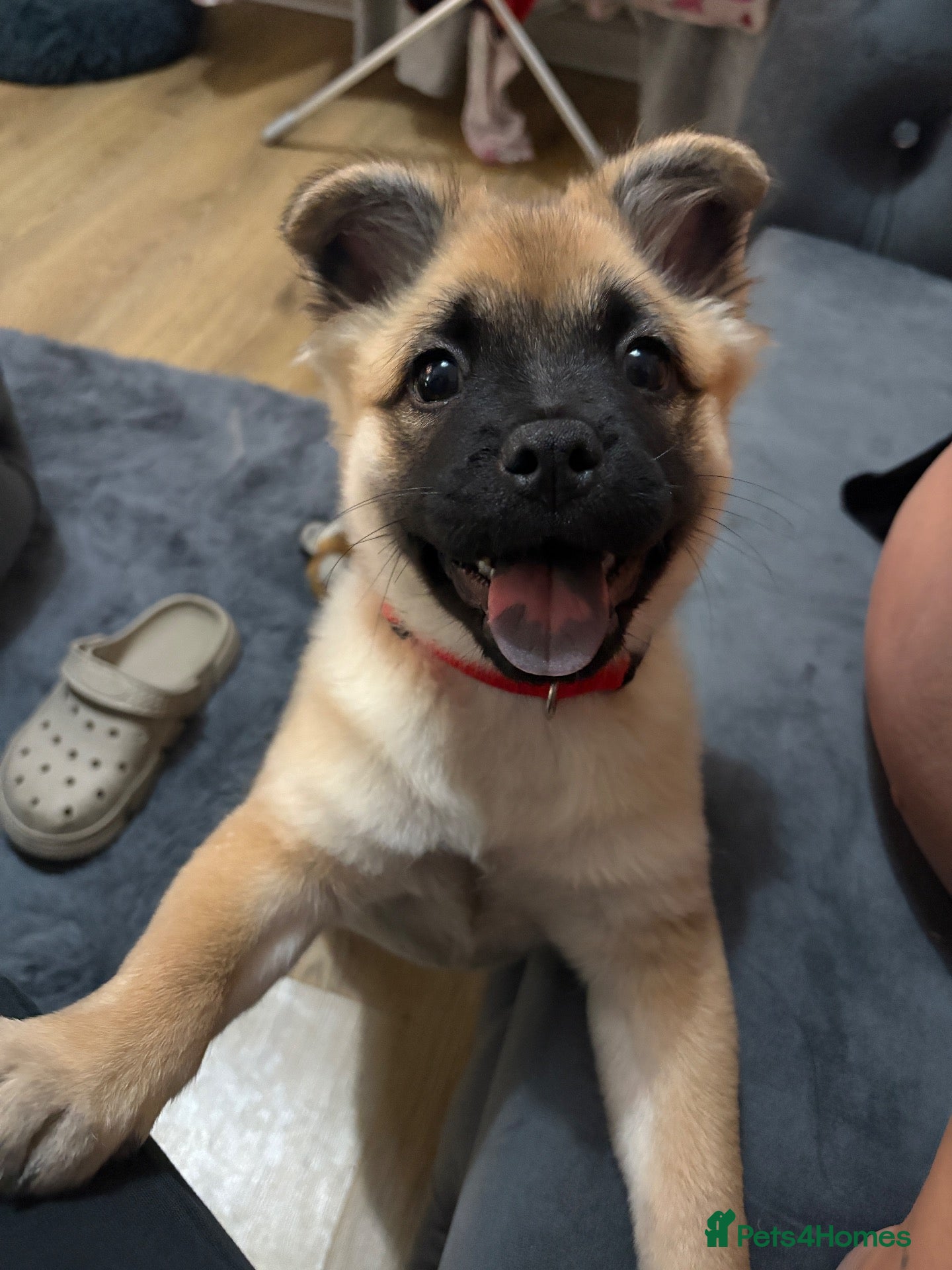 Mixed Breed dogs Rosie looking for a new home - Advert 1