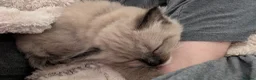 Ragdoll cats for sale: Ragdoll kittens- 1 boy 1 girl available  in Preston - Advert 10