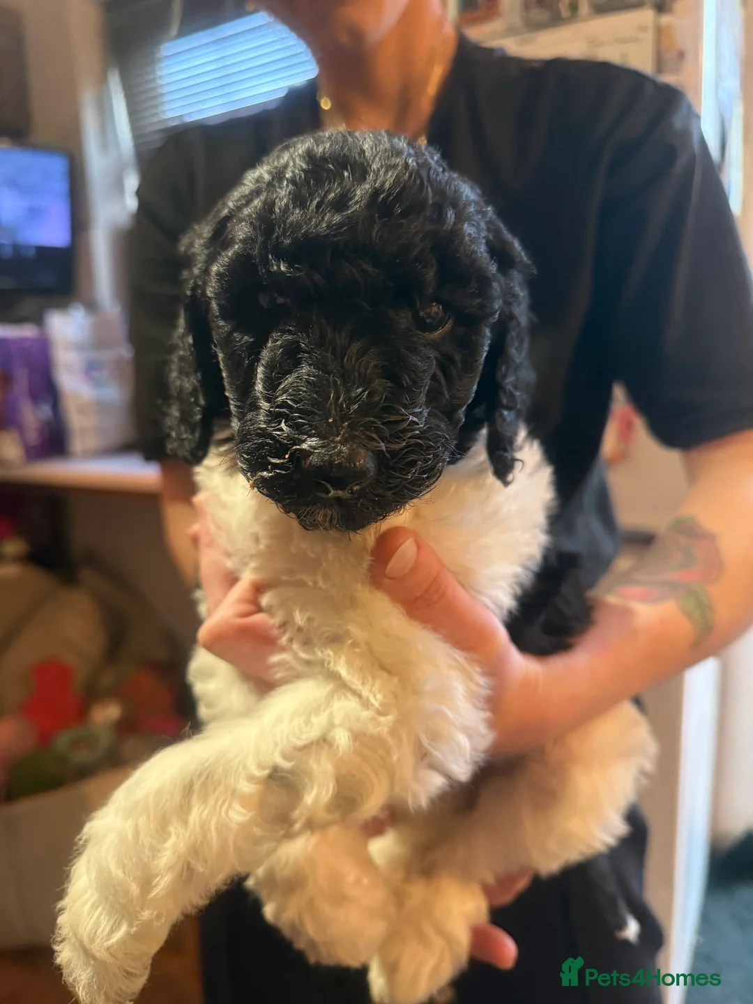 Standard Poodle dogs for sale: Standard poodle puppies  - Advert 8
