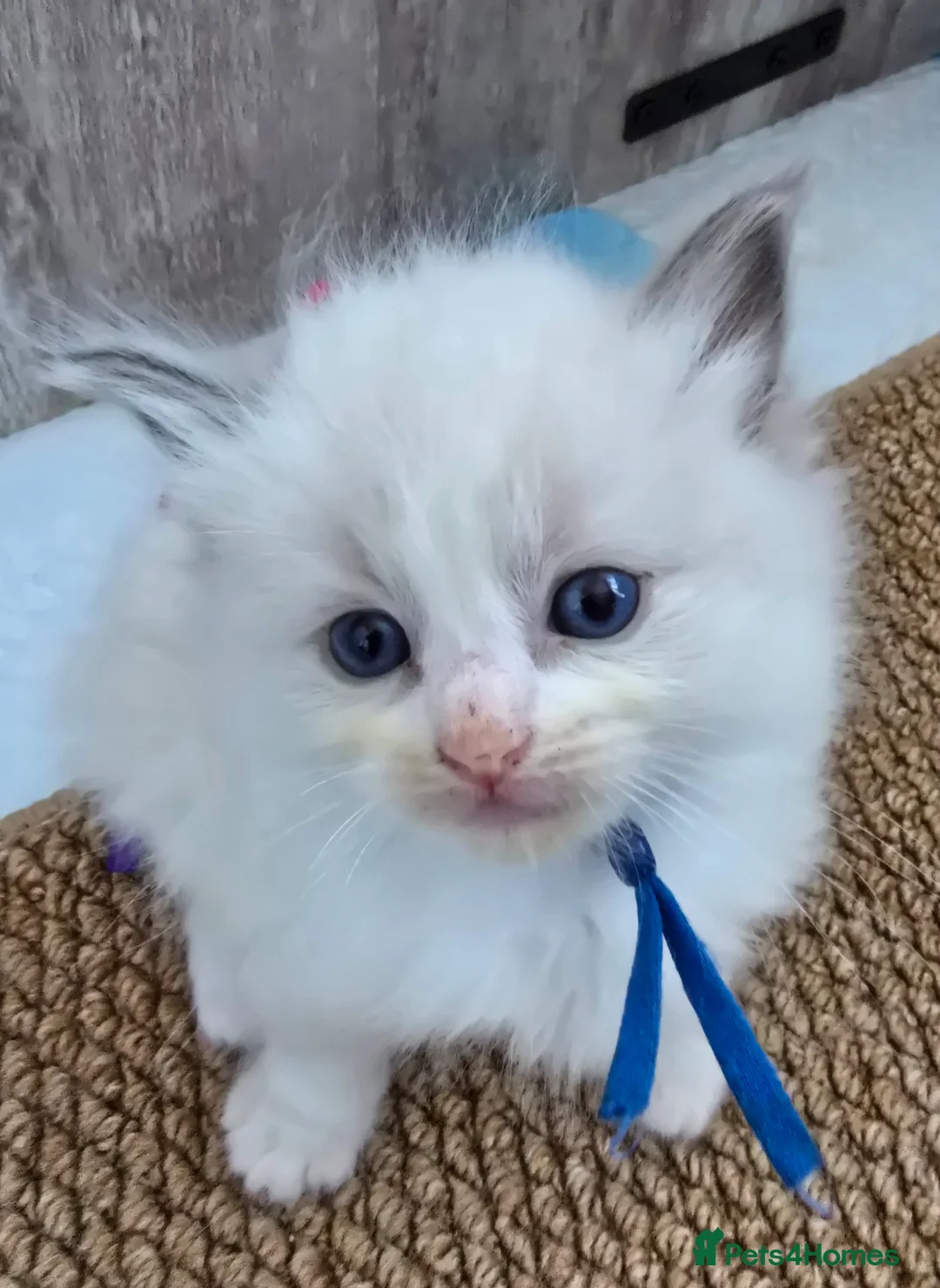 Ragdoll cats for sale: Beautiful Ragdoll Kittens for Loving Home - Advert 1