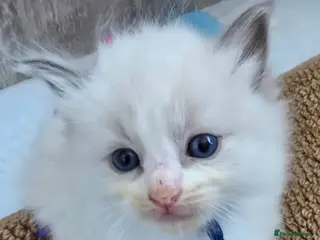 Ragdoll cats Beautiful Ragdoll Kittens for Loving Home - Advert 2