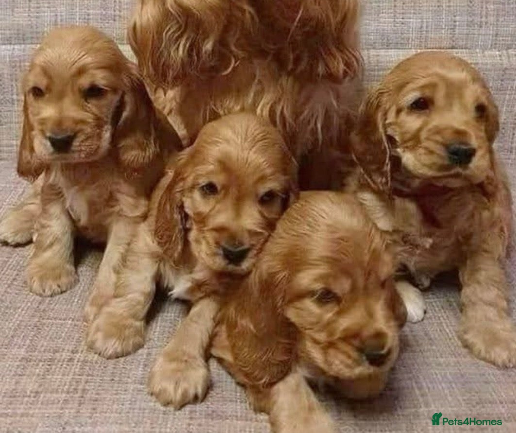 Cocker Spaniel dogs 🌟Stunning 100% show cocker kc & health tested - Advert 2