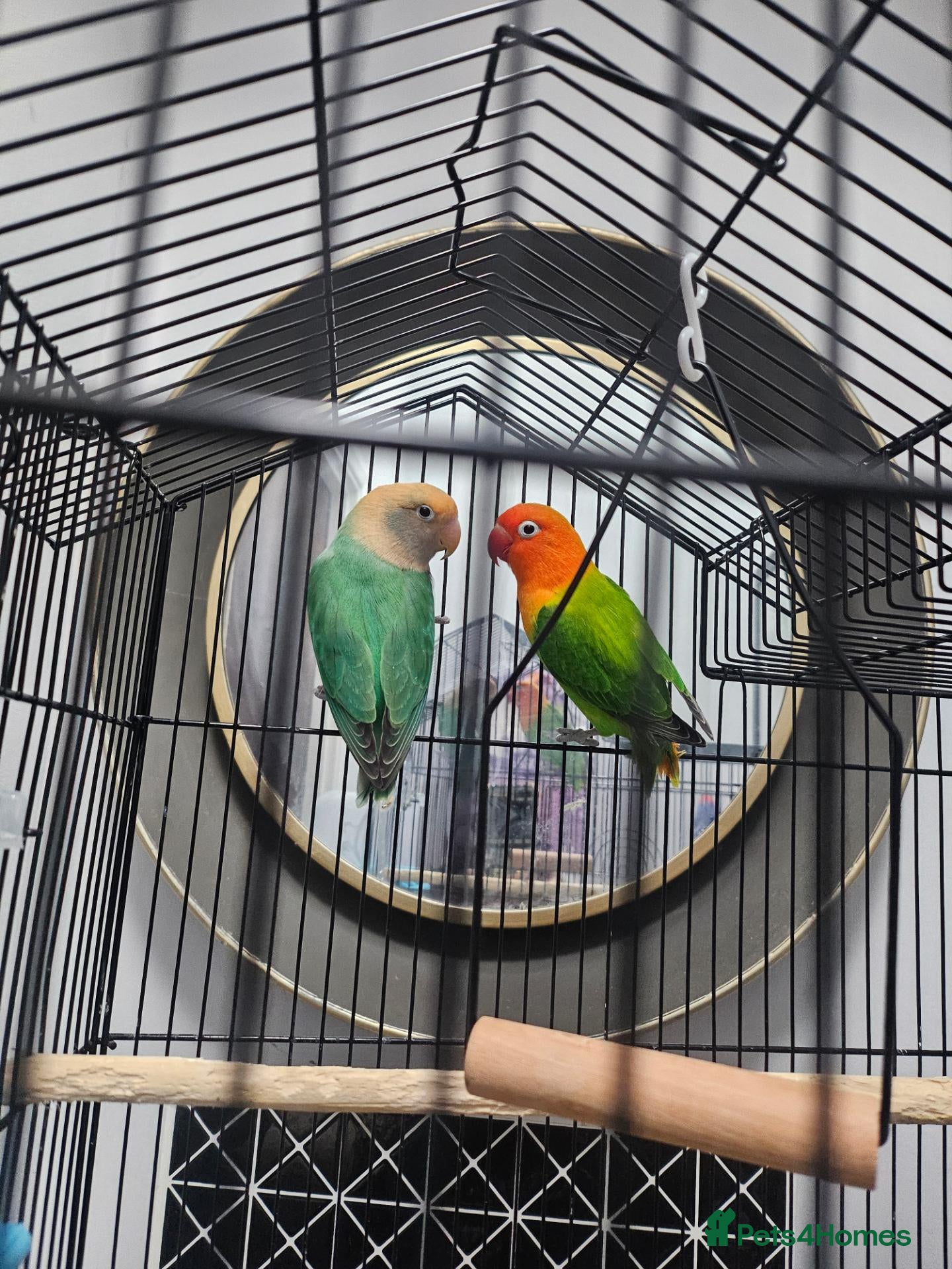 Lovebirds birds Lovebirds  - Advert 6