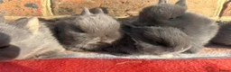 Netherland Dwarf rabbits for sale: Friendly Netherland Dwarf bunnies - Advert 7