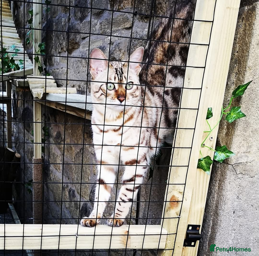 Bengal cats for sale: 🖤🤎🧡🤍Bengal sisters🤍🧡🤎🖤 - Image 13
