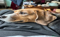 Beagle dogs for sale: Rehoming female beagle - Pickles - Image 1