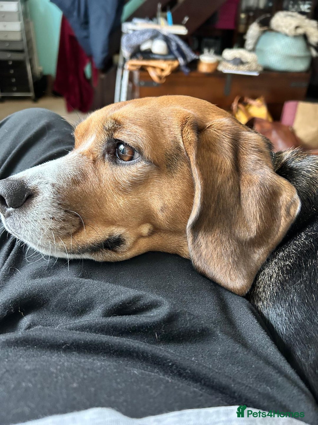 Beagle dogs for sale: Rehoming female beagle - Pickles - Image 1