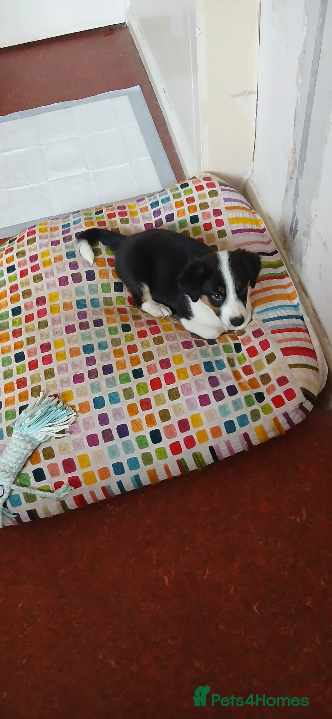 Mixed Breed dogs for sale: Cross breed pup 7 weeks old in Thirsk - Advert 6
