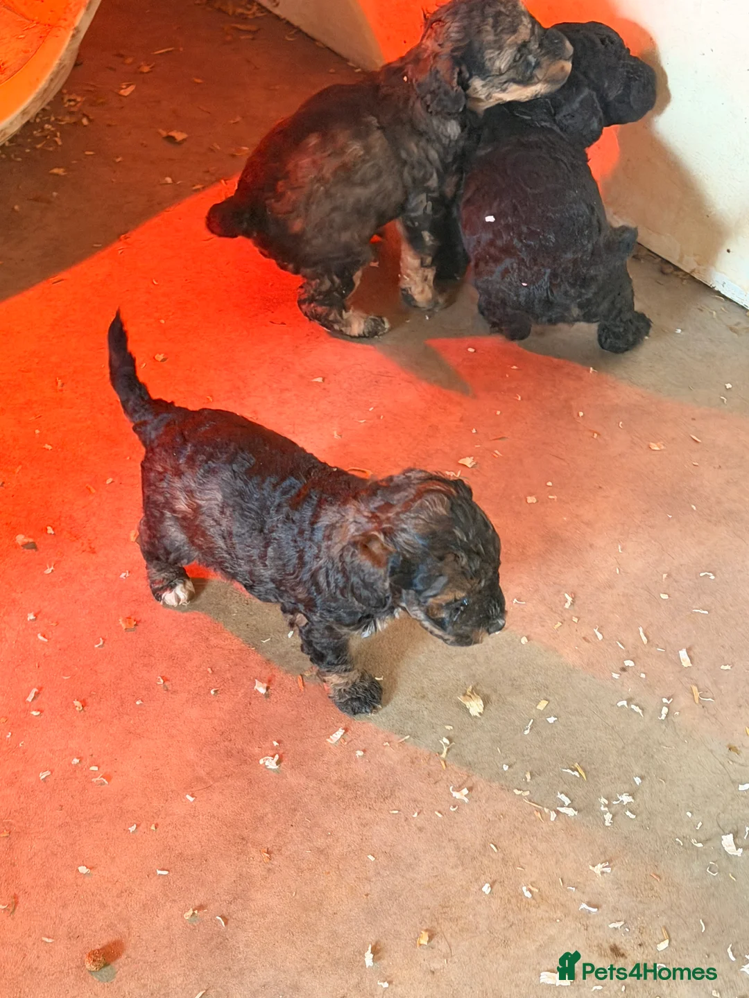 Cockapoo dogs for sale: F1 puppies cockatoo - Advert 5