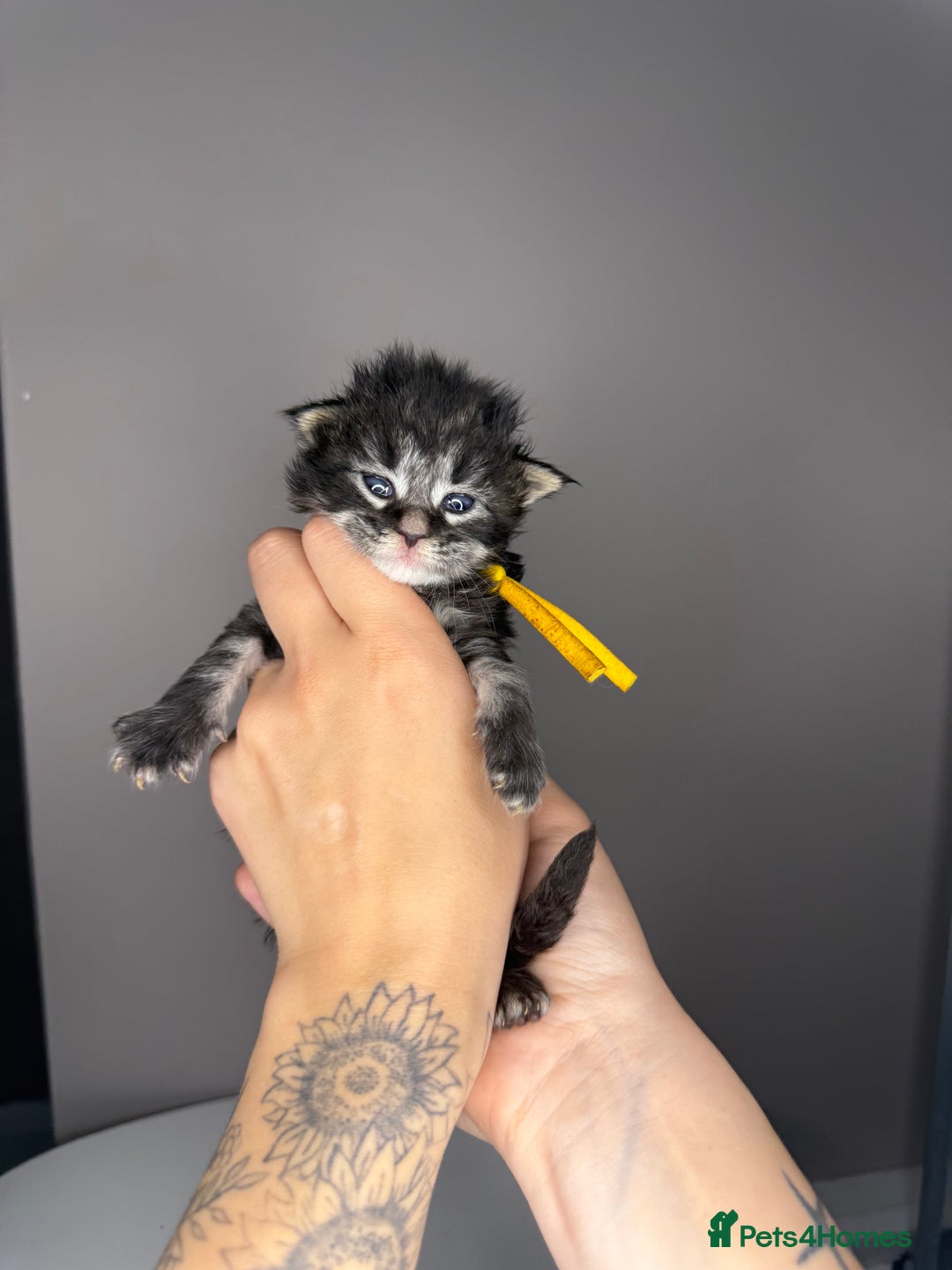 Maine Coon cats for sale: XL maine coon kittens available in Market Rasen - Image 1