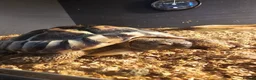 Hermann Tortoise reptiles for sale: Hermann Tortoise  - Advert 1