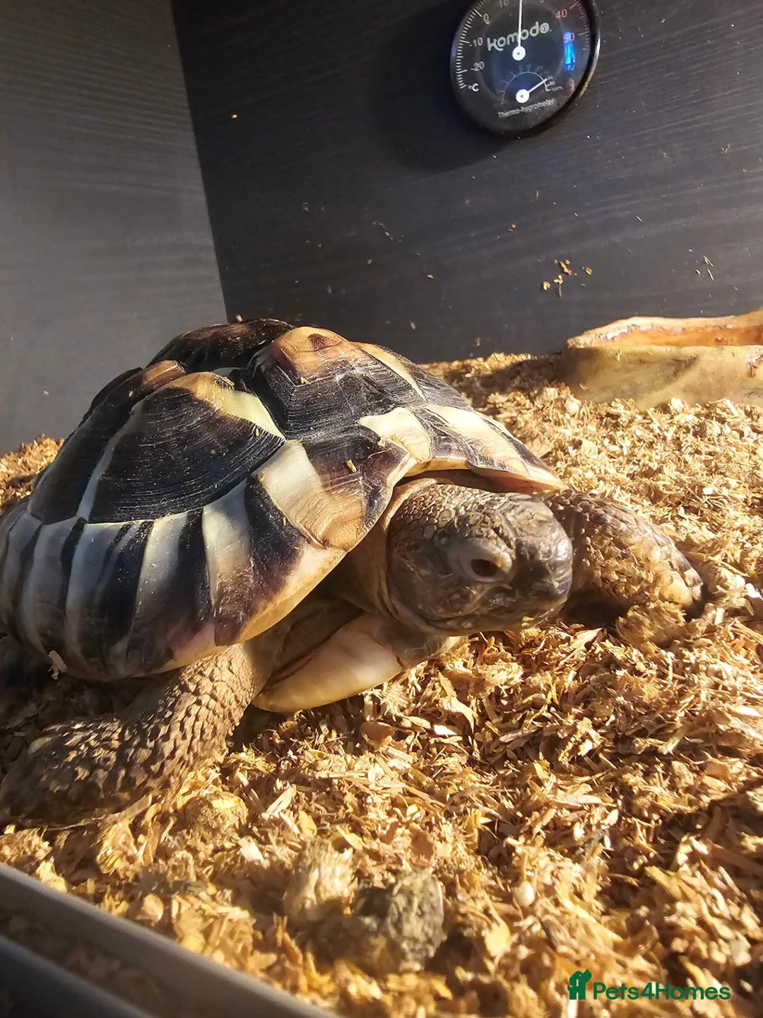 Hermann Tortoise reptiles for sale: Hermann Tortoise  - Advert 1