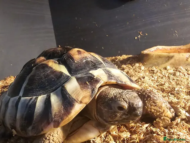 Hermann Tortoise reptiles for sale: Hermann Tortoise - Advert 1