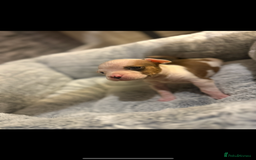 American Bulldog dogs for sale: American bulldog - Image 4