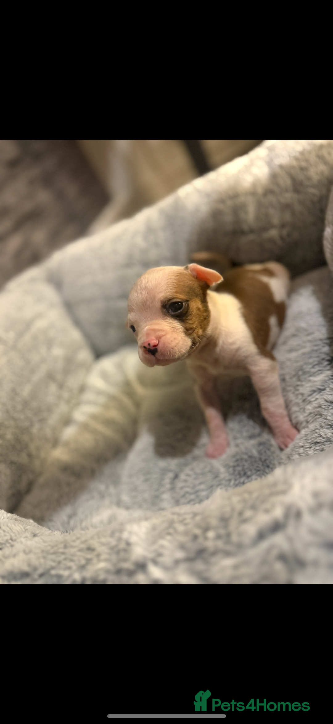 American Bulldog dogs for sale: American bulldog - Image 4