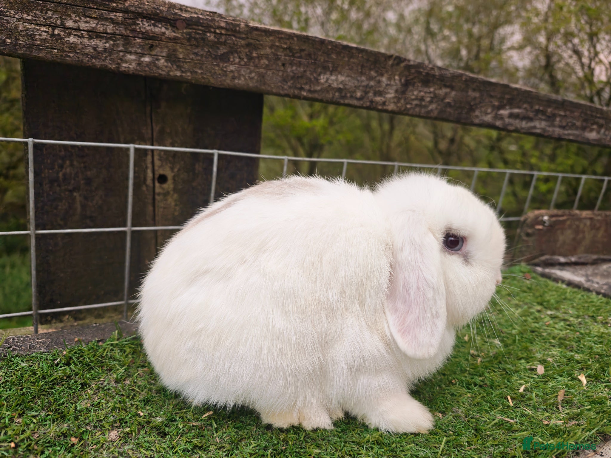 Mini Lop rabbits Adult mini lop Female  - Advert 1