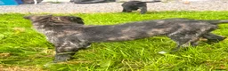 Mixed Breed dogs for sale: Collie x American bulldog  - Advert 2