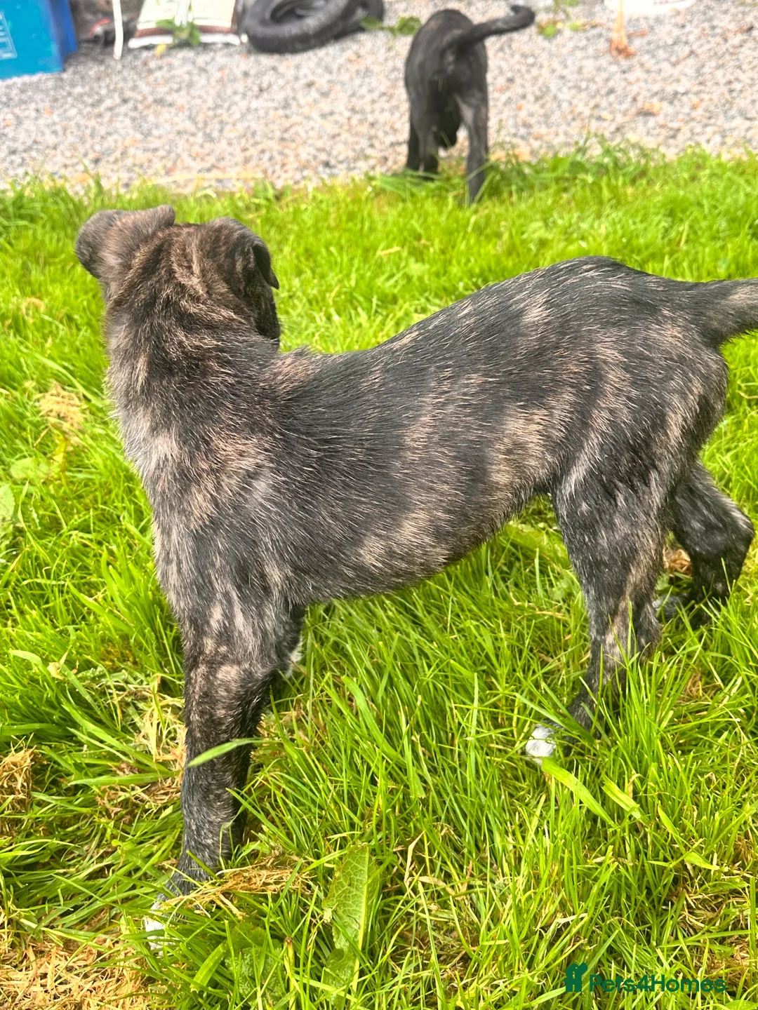 Mixed Breed dogs for sale: Collie x American bulldog  - Advert 2